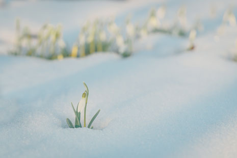 Pequeña flor con hojas verdes emergiendo de una manta de nieve. El fondo está desenfocado, mostrando más flores y nieve.